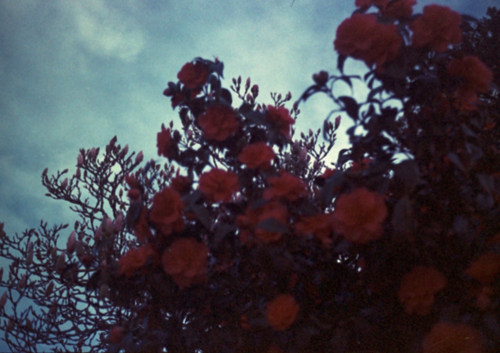 a tree with red flowers in the foreground and a blue sky in the background