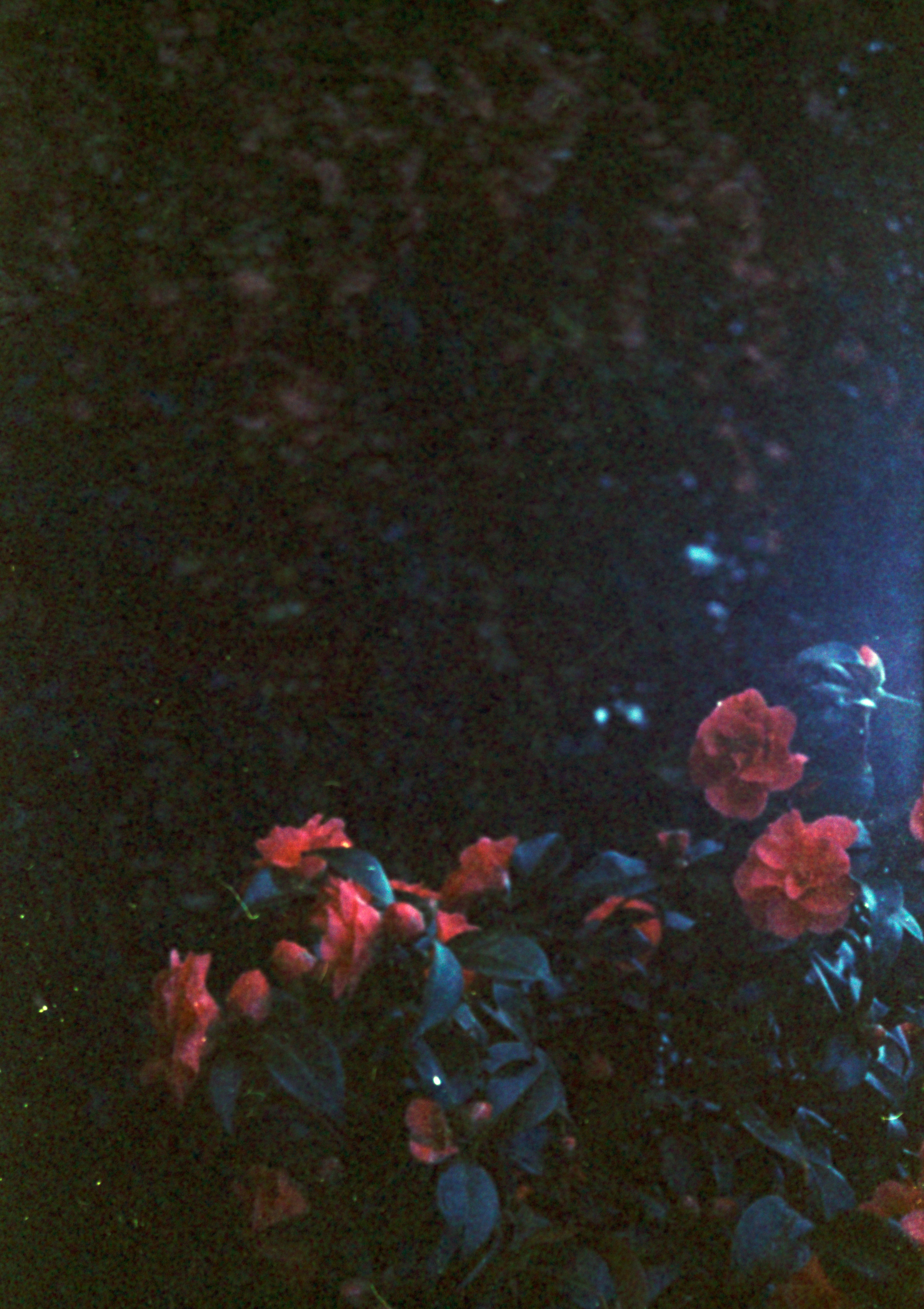 Photo by anniespratt