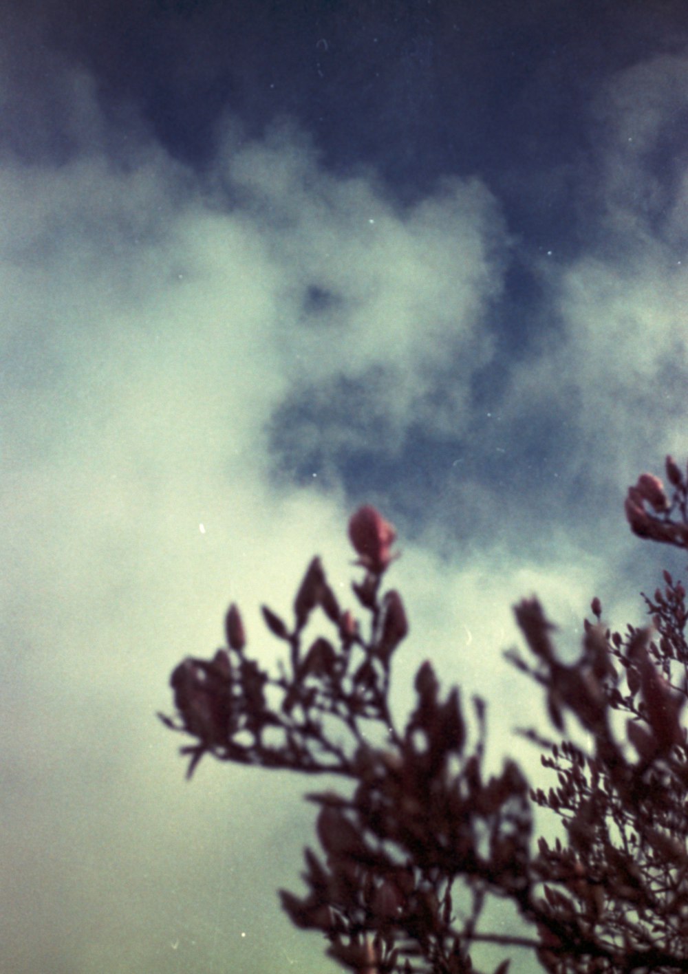 a tree branch with a sky in the background