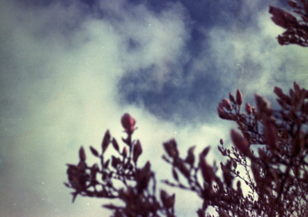 a picture of a tree with clouds in the background