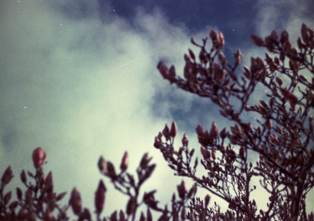 a picture of a tree with a sky in the background