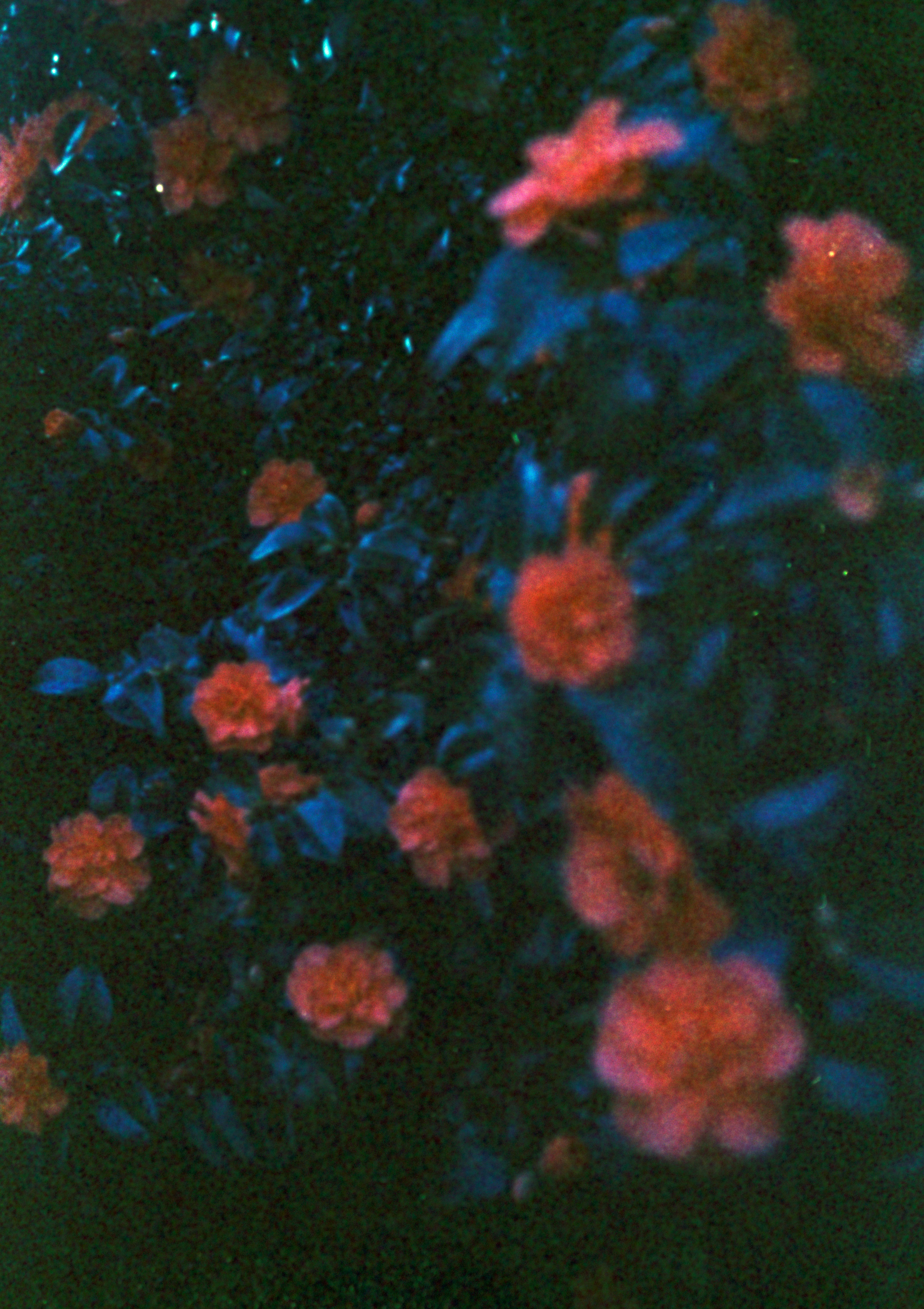 a bunch of flowers that are in the grass