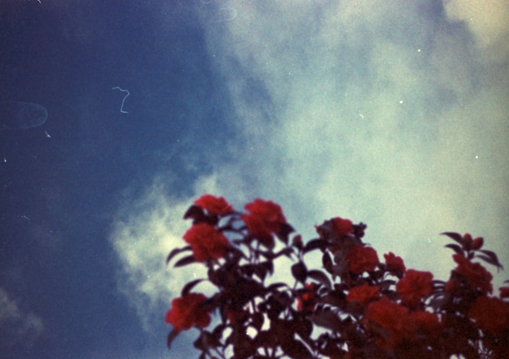 a tree with red flowers in front of a blue sky