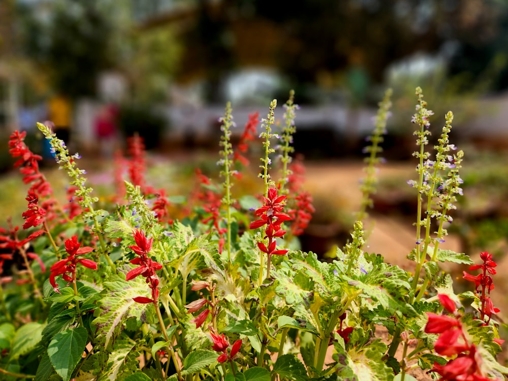 a bunch of red flowers in a garden