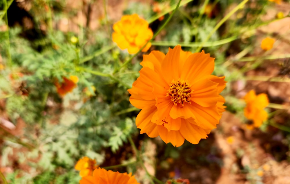 a close up of an orange flower with other flowers in the background
