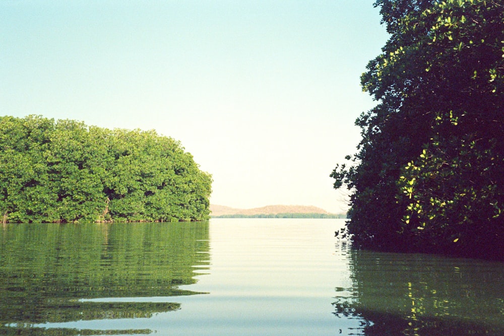 a body of water with trees in the background