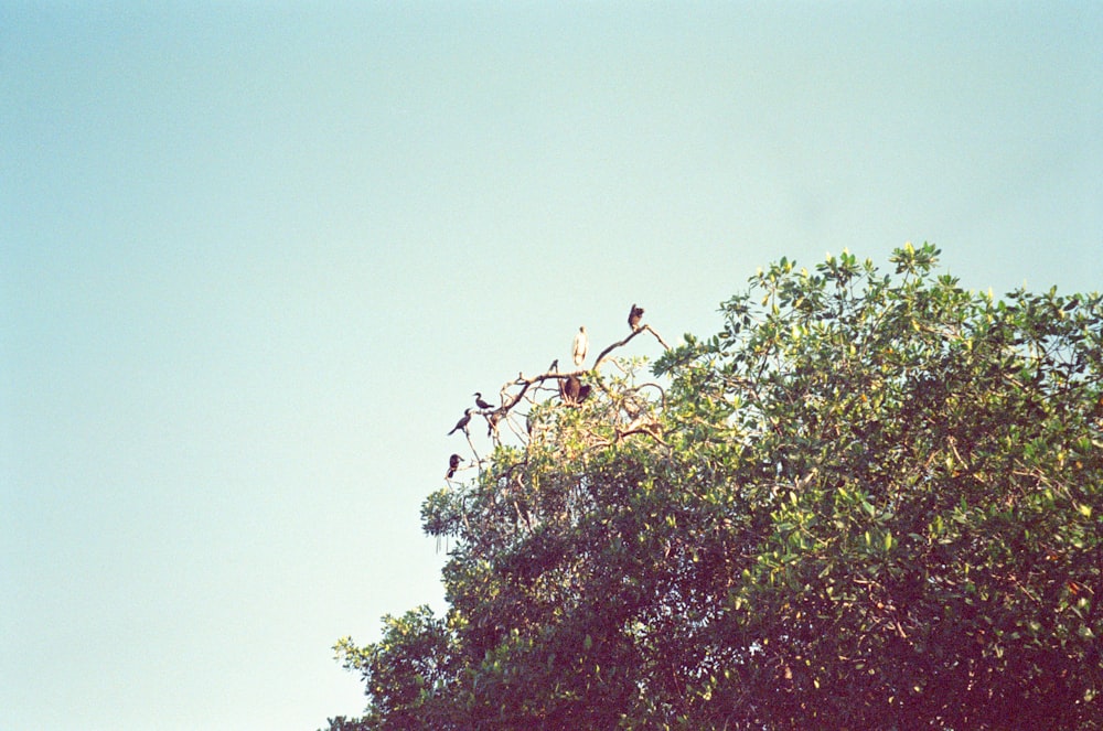 a group of birds sitting on top of a tree