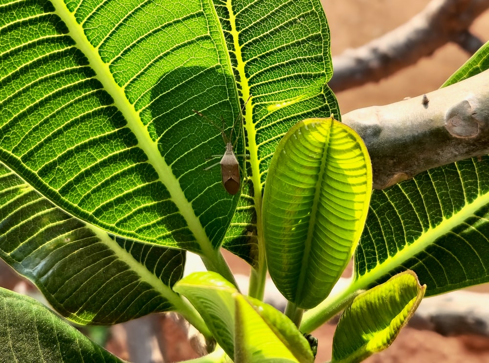 a close up of a green leaf on a tree