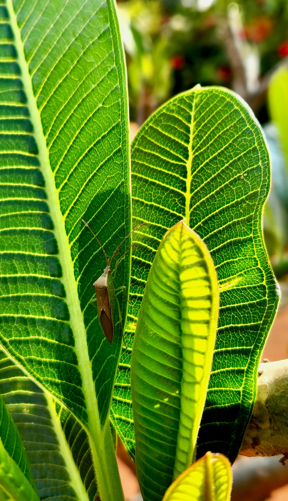 a close up of a green leaf on a tree