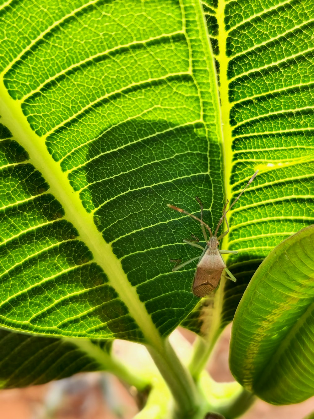 a bug is sitting on a green leaf