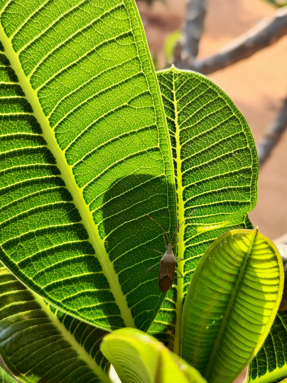 a green leaf with a bug on it