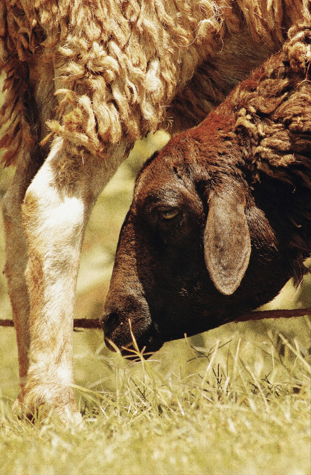 a close up of a sheep grazing in a field