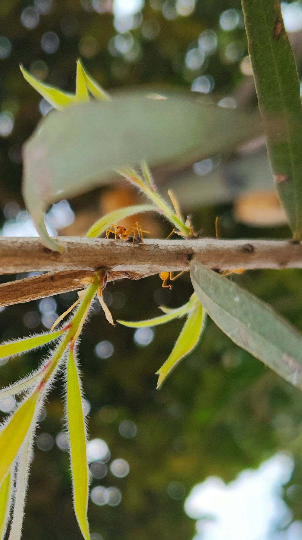 a close up of a tree branch with leaves