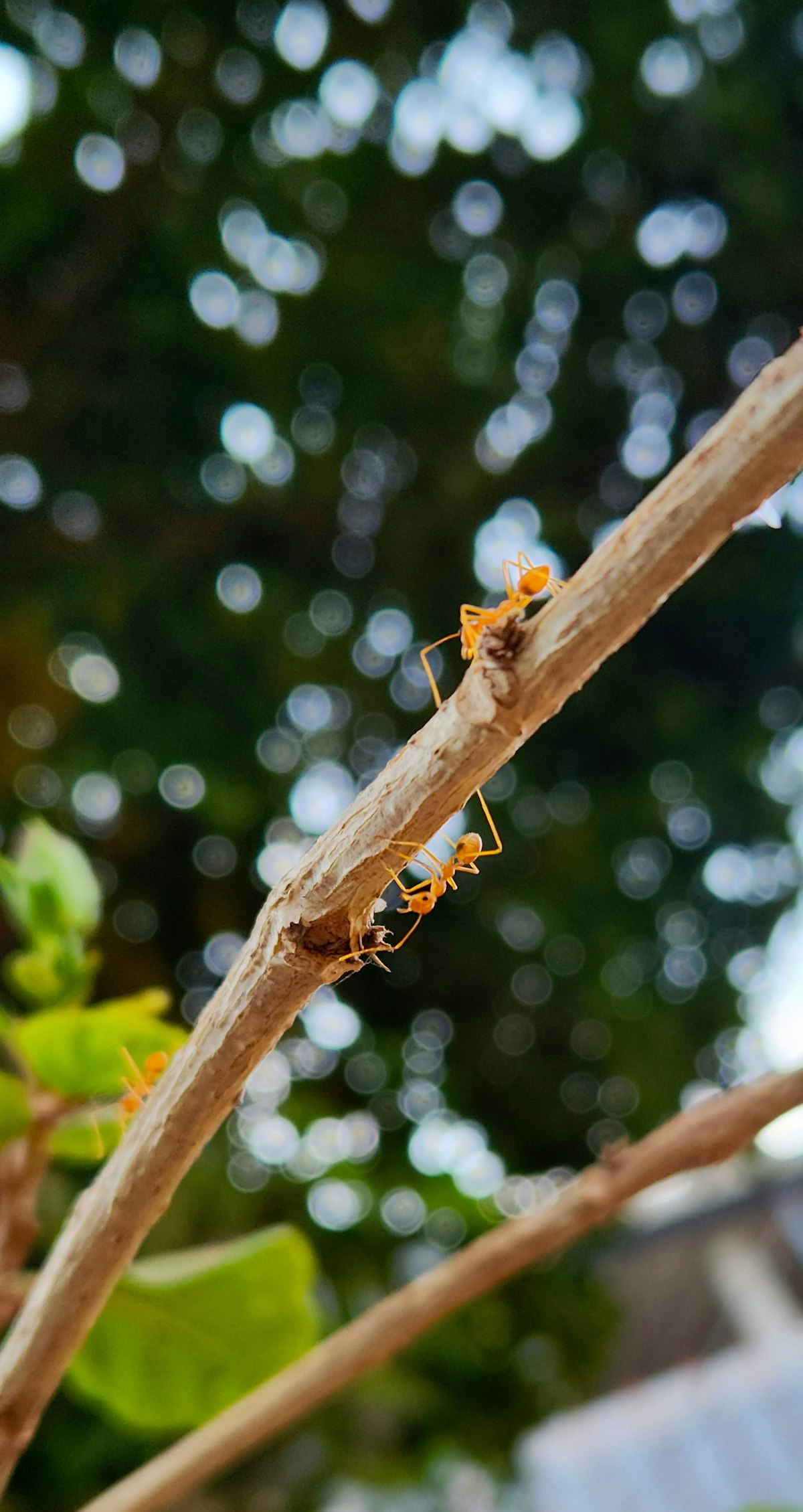 Spring Ant Invasion: Why Rockland County Homes See More Ants in April