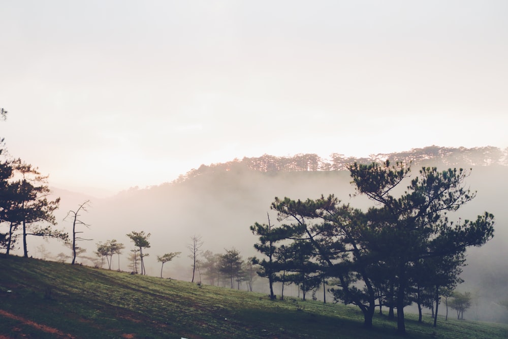 a grassy hill with trees and fog in the background