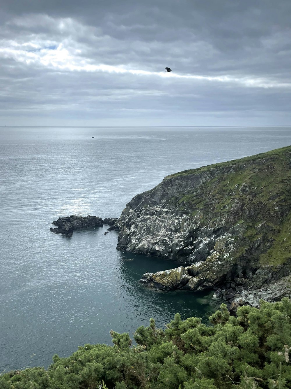 a bird flying over a body of water