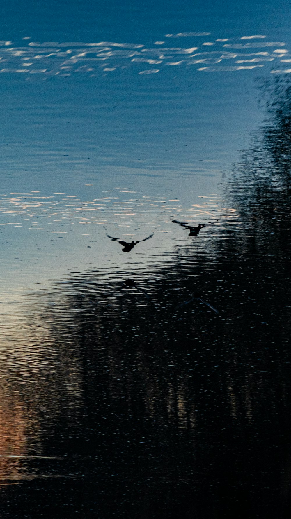 ein Vogelpaar, das über ein Gewässer fliegt