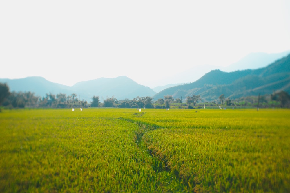 a grassy field with mountains in the background