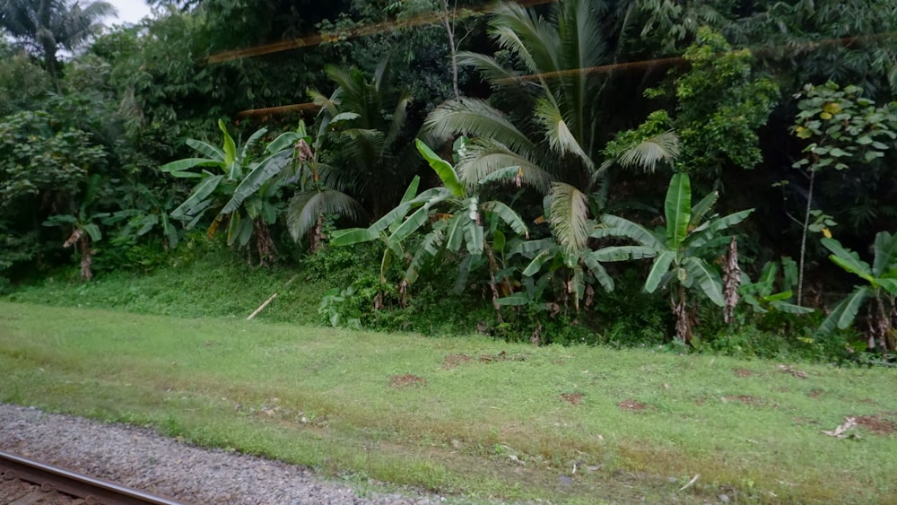 a lush green forest filled with lots of trees