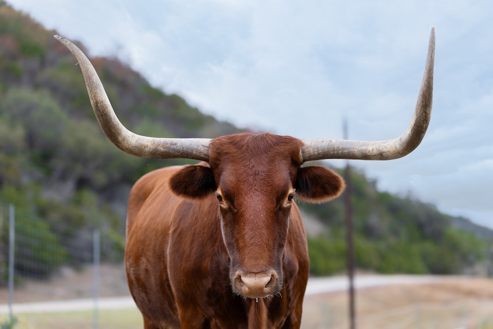 a brown cow with large horns standing in a field