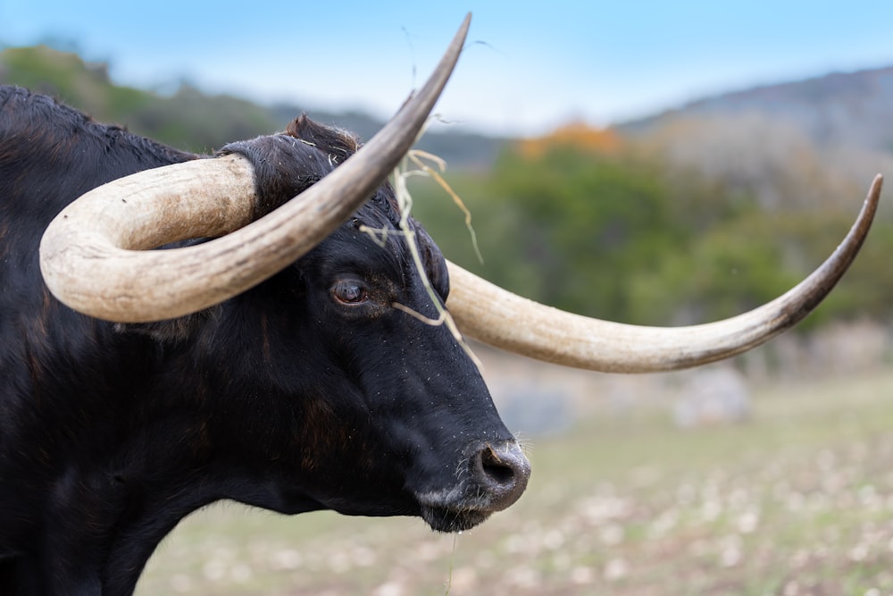 un toro nero con grandi corna in piedi in un campo