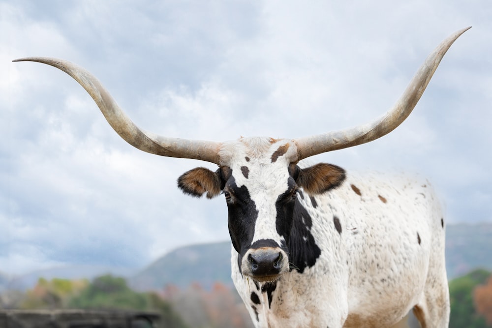 une vache avec de grandes cornes debout dans un champ