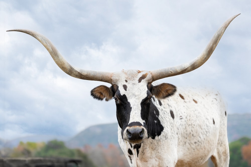 a cow with large horns standing in a field