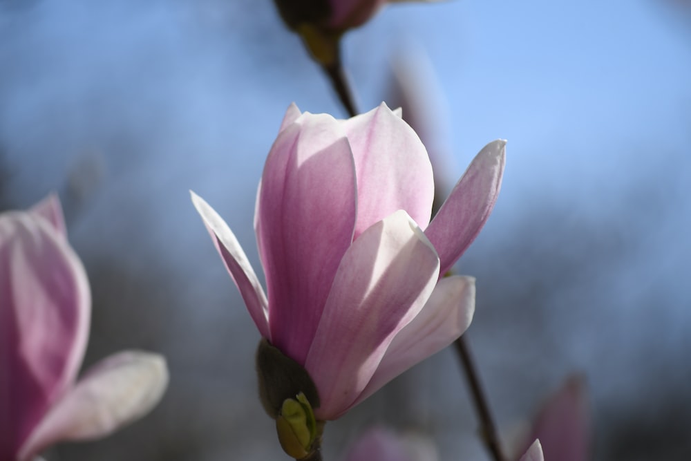 a close up of a pink flower with a sky background