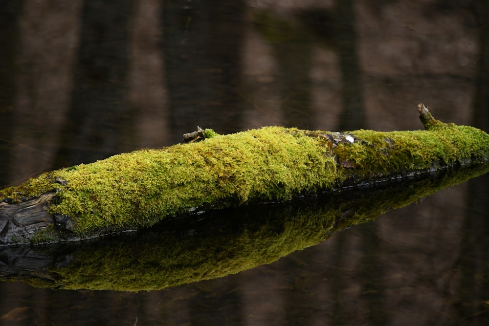 moss growing on a log in a forest