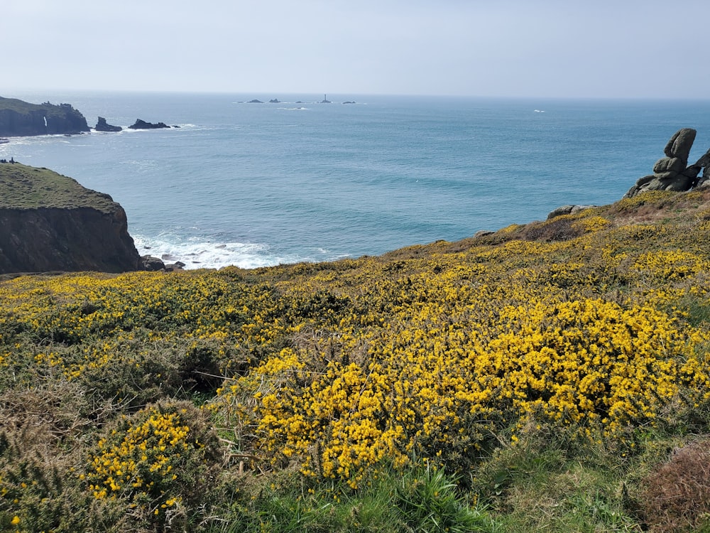 a field of yellow flowers next to the ocean