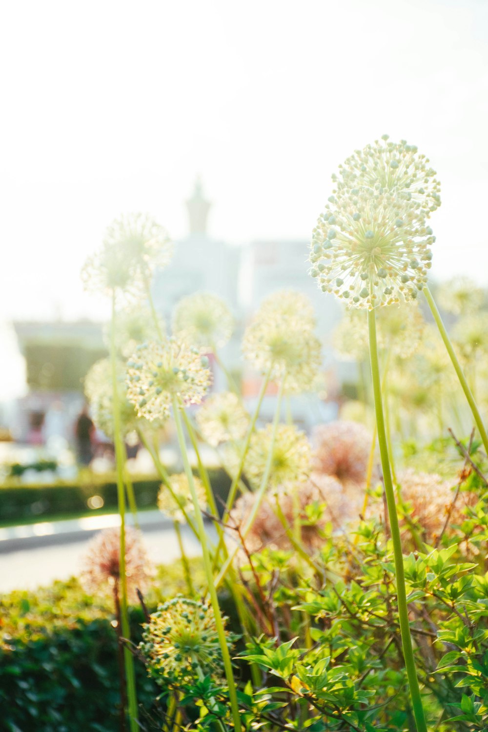 a bunch of dandelions that are in the grass