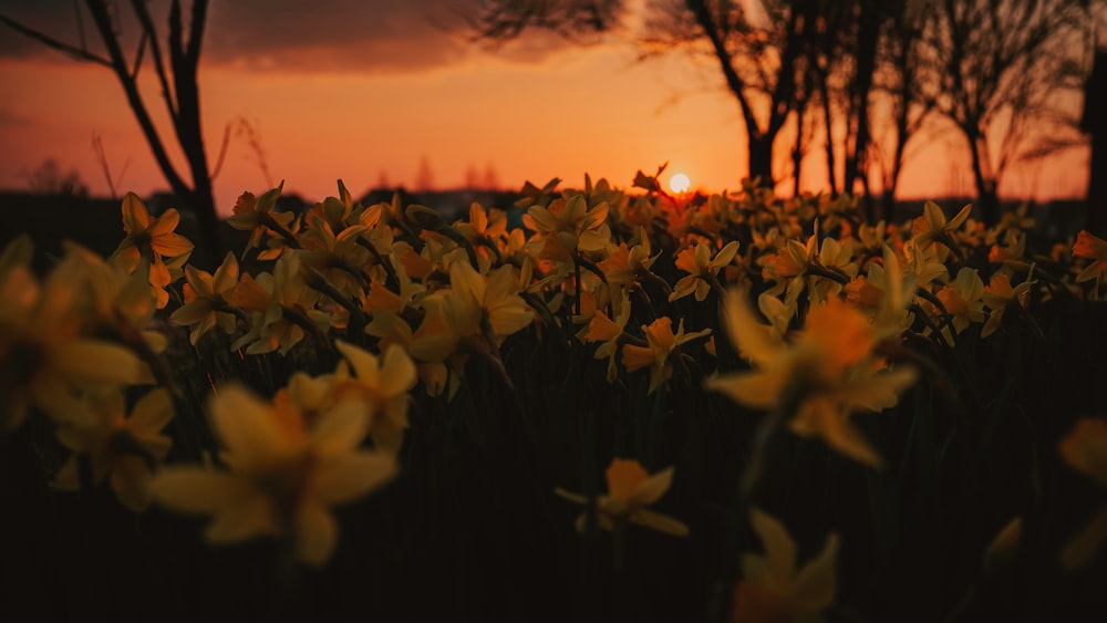 a field of yellow flowers with the sun setting in the background