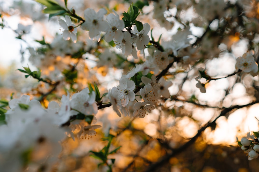 a close up of a tree with white flowers