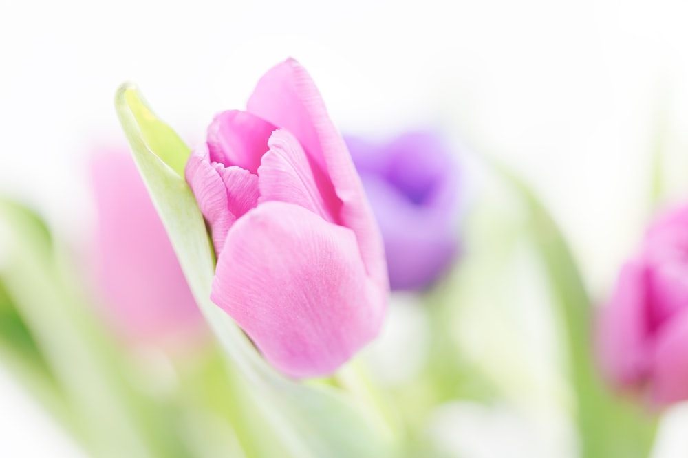 a close up of a pink and purple flower