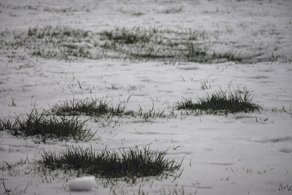 a black and white photo of grass and snow