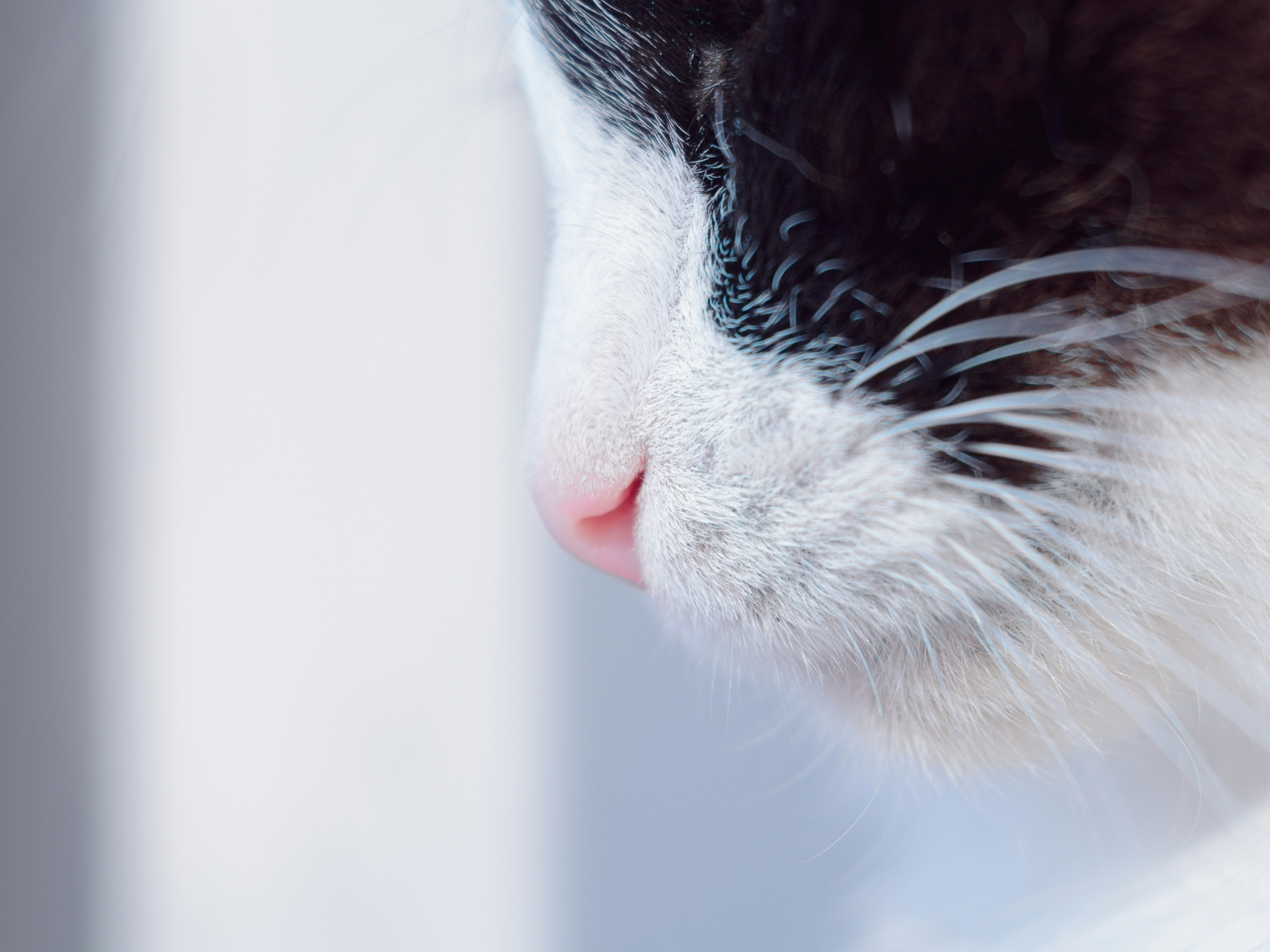 a close up of a black and white cat's face