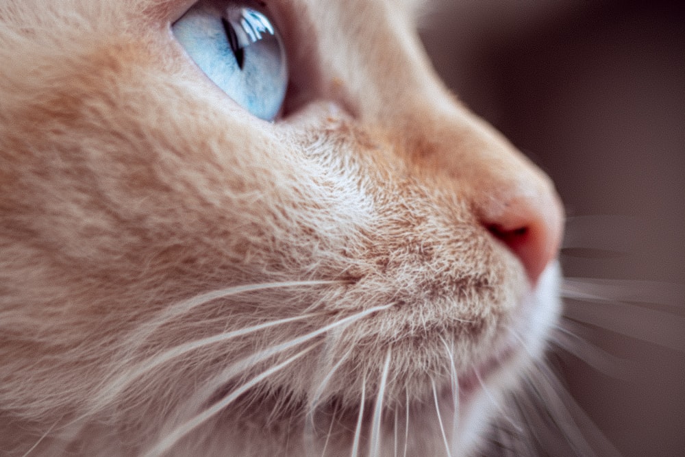 a close up of a white cat with blue eyes