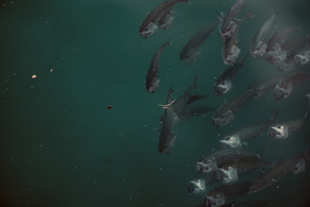 a group of fish swimming in a body of water