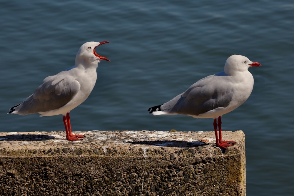 two seagulls are standing on a ledge near the water