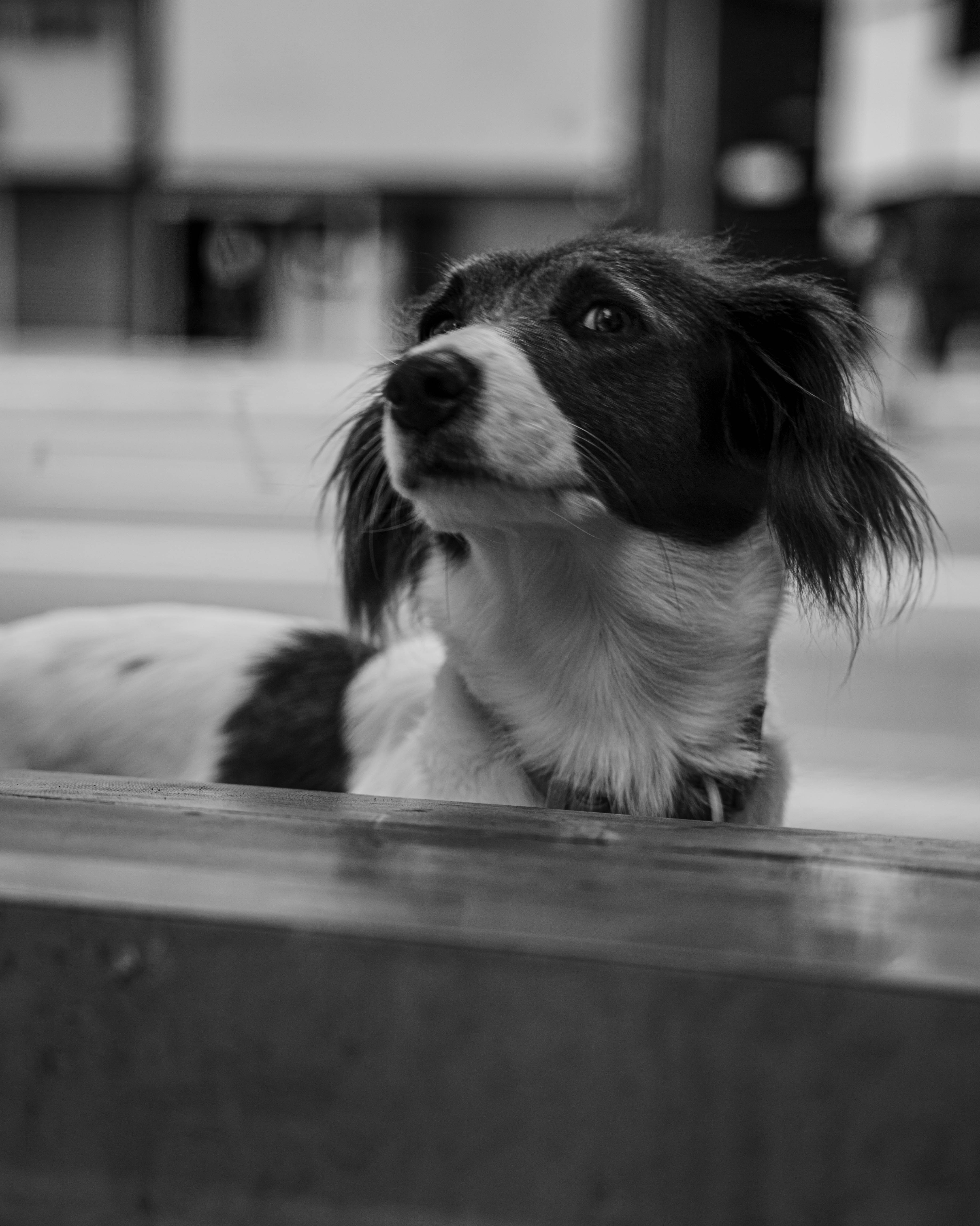 Photo by darwinboaventura