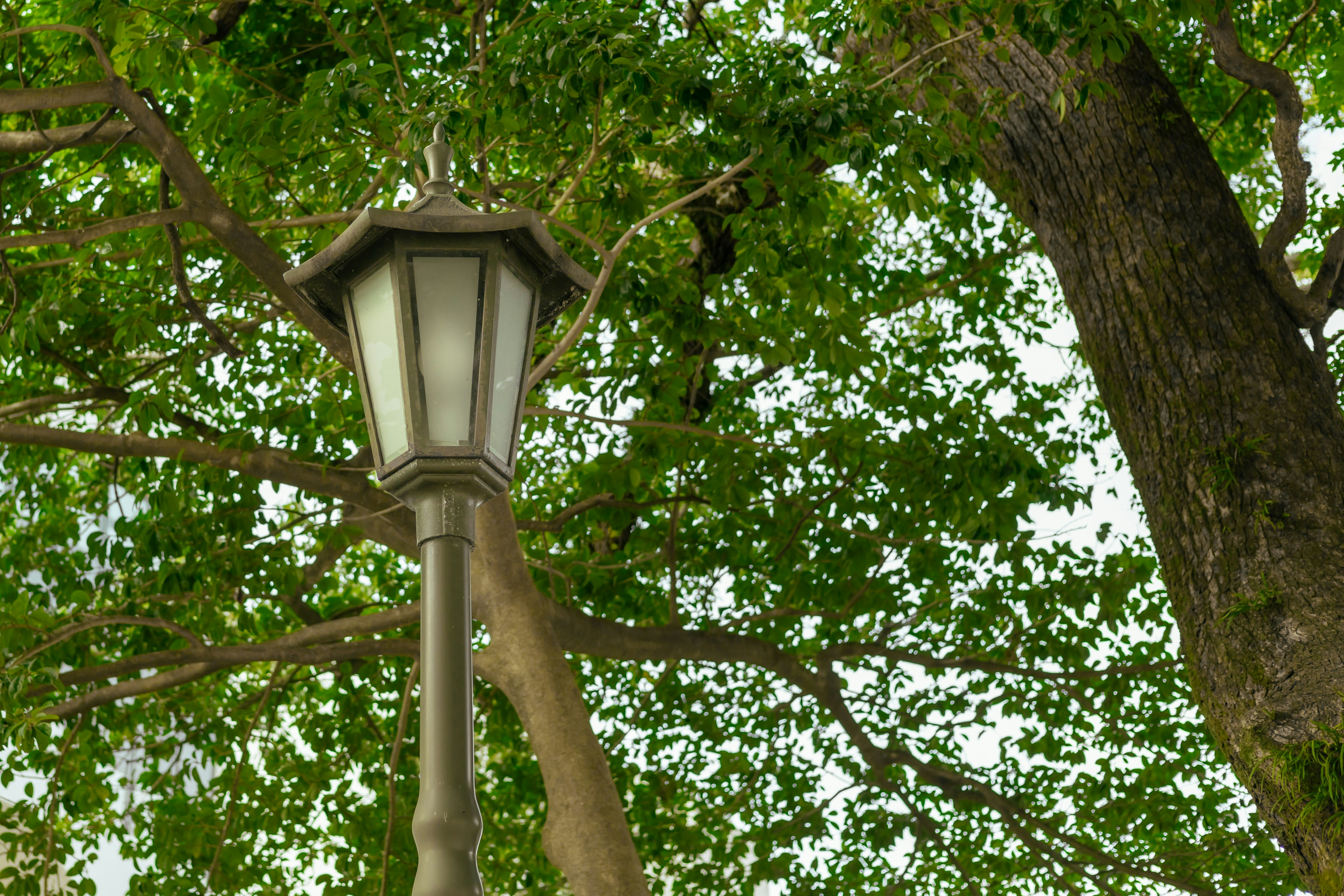 a street light in front of a tree
