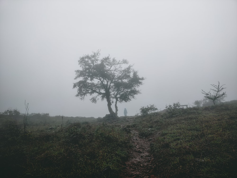 a lone tree on a foggy day