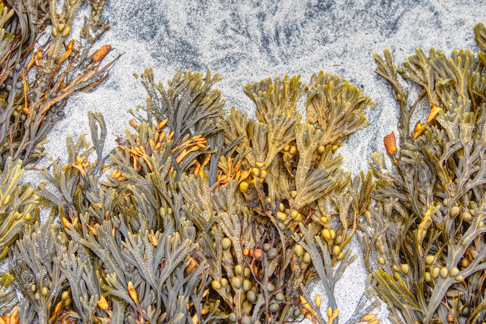 a close up of a bunch of plants with snow in the background