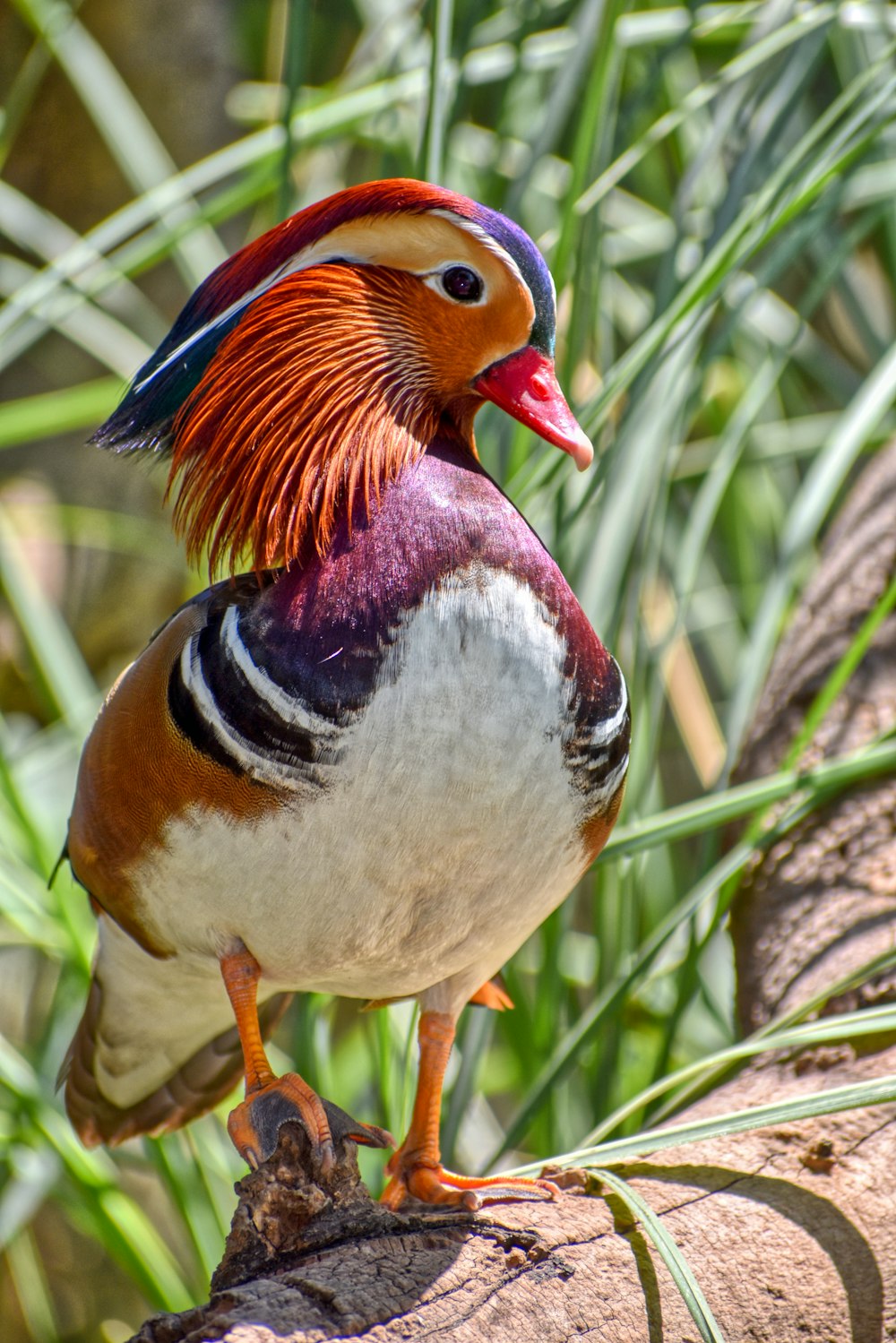 a colorful bird perched on a tree branch