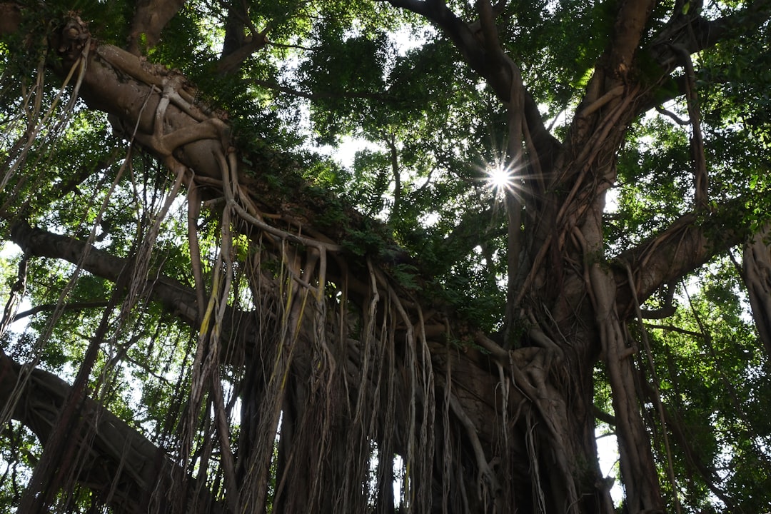 A large banyan tree with sprawling canopy and visible structure, representing Fuzhou's signature trees