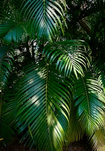 a close up of a palm tree with lots of leaves