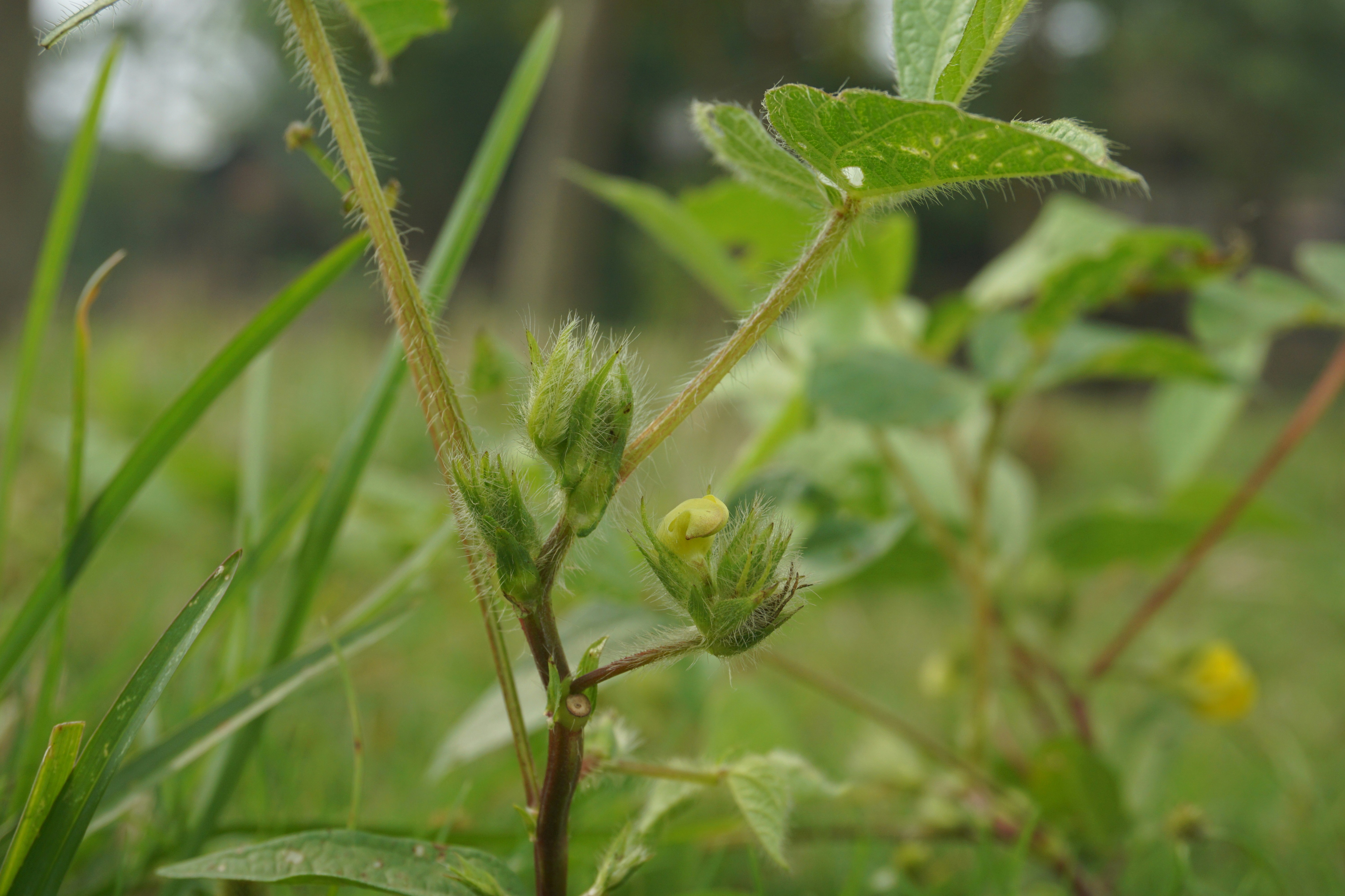 Photo by rumonbangladesh12