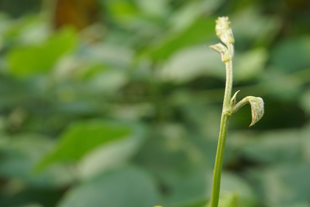 a close up of a plant with leaves in the background