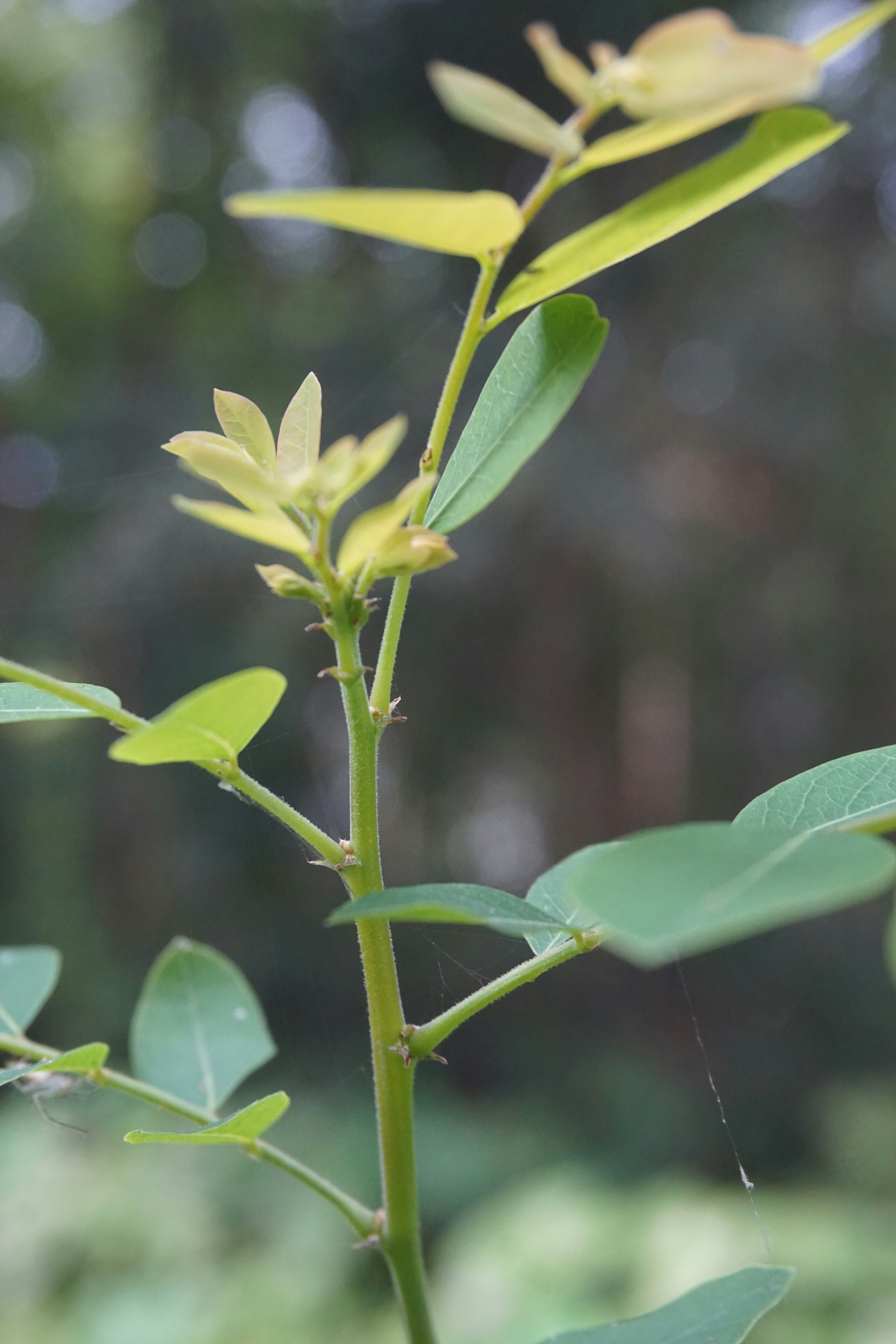 Photo by rumonbangladesh12