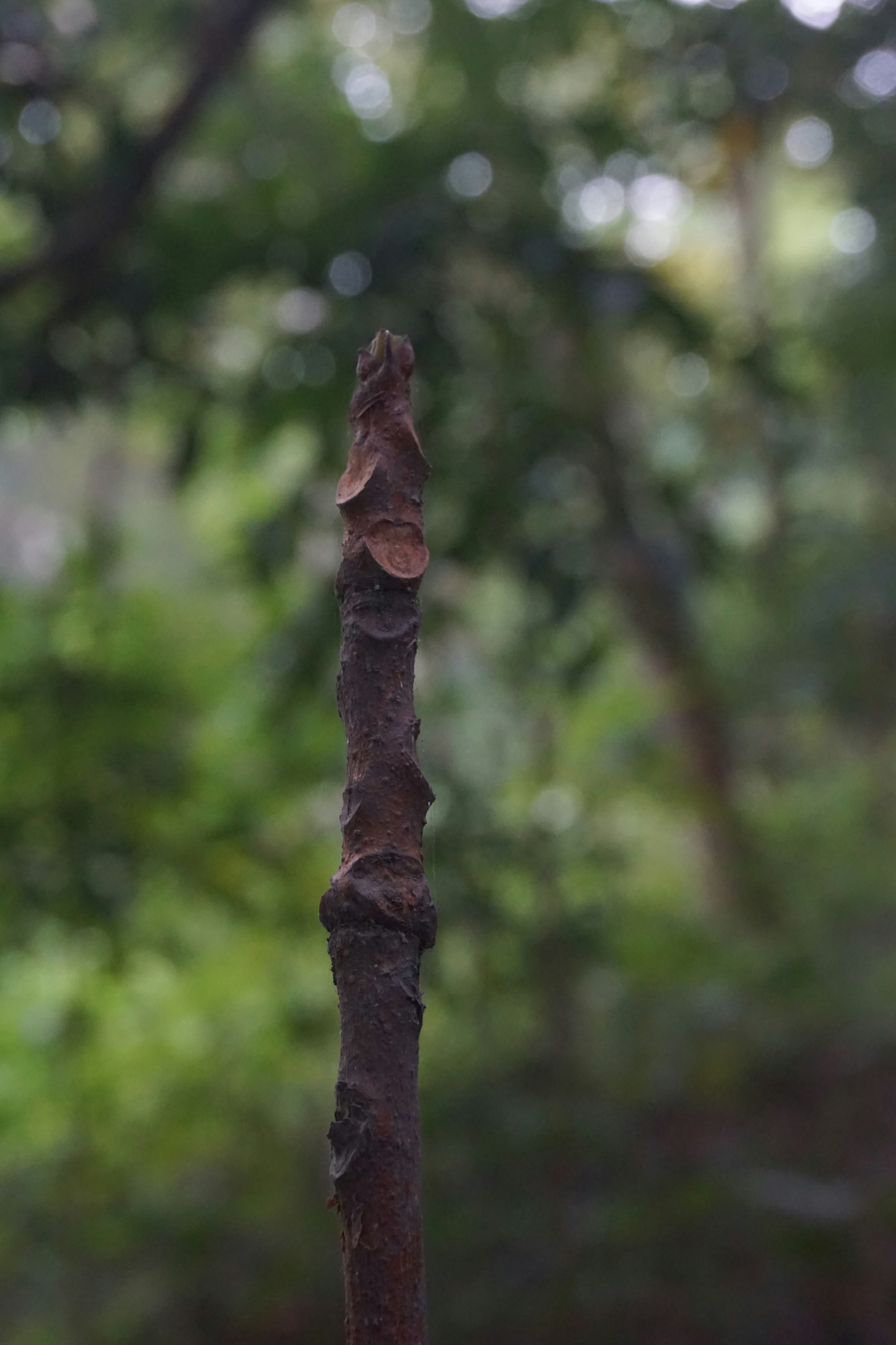 Photo by rumonbangladesh12